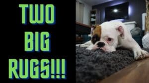 2 Große Teppiche: Lex Financial und Sumo Signals I Krypto