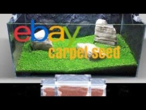 7 Tage eBay Teppichsamen fake oder echt??