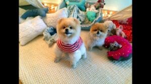 Ambiente mit Teppichen Companhia das Fibras