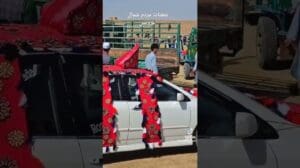 Der Astragali-Teppich der Turkmenen aus dem Norden von Indokhoy