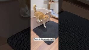 Diese Katzentoilette ist praktisch!