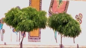 FARSH MASHHAD