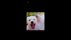 Handgefertigte Animationen und Fotos von Teppichen