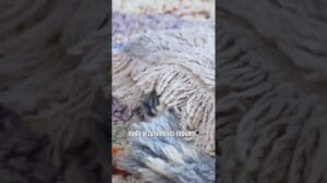 Handgewebte berberische Wollteppiche - dywanyluszczow.eu #berber #handgemacht #teppich