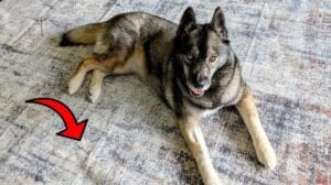 Ist das der BESTE waschbare Teppich für Haustiere?