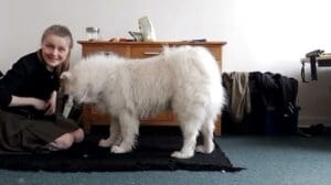 Lerne deinen Hund, auf Teppich oder in die Box auf Signal zu gehen