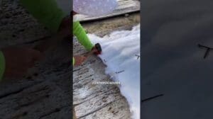 So wird der Merino-Schafsfellteppich in China gemacht 🐑🇨🇳