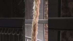 Teppichfabrik "Aran O Bidgol", Kashan, Iran.