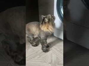 #Teppichpflege. #Teppiche kann man #waschen