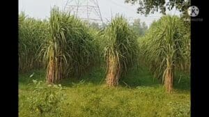 Tipps für die maximale Ernte von Zuckerrohr in der Frühlings-Saison.