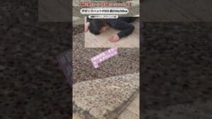 Umbau des Oriental Rug Factory Shops in Jiyugaoka: Spezialverkauf mit Produktwechsel bis zum 13. April (Sonntag) - Video zeigt die Highlights des Spezialverkaufs (#Outlet).