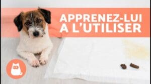 Wie man einem Welpen beibringt, sein Geschäft auf dem Sauberkeitsteppich zu machen 🐶✅