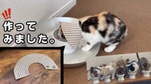 „Ich habe einen Elizabethan-Kragen aus handgemachten Teppichfliesen gemacht♪★Zuerst das Essen♪〈Katzenbabys-Team. Munchkin〉★Tag 11〈gerettete Katze〉～Wachstumsprotokoll der Kätzchen～“