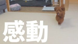 „Welche Teppichfliesen von Nitori oder Tou Ari sind empfehlenswert? Maßnahmen, damit der Hund auf dem Laminat nicht rutscht!“