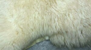 □Mouton-Teppich Schaffell Vintage Teppichmatte Größe ca. 70×123×3cm Interieur Weiß Elfenbein □23020807