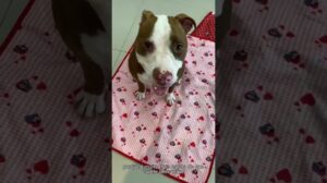 3 Gründe, warum du nur waschbare Teppiche für deinen Hund zum Pinkeln verwenden solltest #shorts