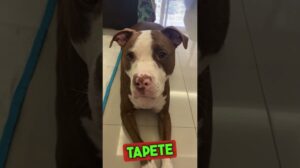 3 Gründe, warum du nur waschbare Teppiche für deinen Hund zum Pinkeln benutzen solltest #shorts
