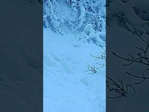 Auf den verschneiten Pfaden des Vitosha-Gebirges