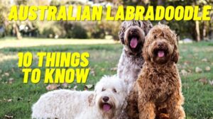 Australischer Labradoodle - Die 10 wichtigsten Dinge, die man über die australischen Labradoodle-Welpen und mehr wissen sollte