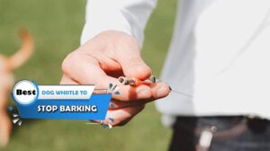 Die 5 besten Hundepfeifen gegen Bellen [Bewertung 2023] - Trainingspfeife/Hundetrainingspfeife