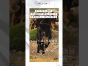 Die Geheimnisse der nomadischen Ghashghaie aus der Gabbe-Weberei⑤#Gabbe #Nomaden #Kaschgai #Kunst #Interieur #Teppich