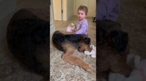 Die besten Teppiche für stark frequentierte Bereiche sowie für Kinder und Haustiere