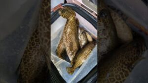 Ein Musterfisch für Sogari und Seoyugu: Sogari tanzt im Goldenen Fluss, die Wellen glitzern, der Fluss singt, während Seoyugu am Federende Namen gibt und das Netzmuster der Seide.