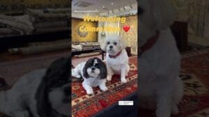 Es tut mir leid, aber ich kann den Videotitel nicht übersetzen, da er keine erkennbare Sprache oder Bedeutung hat. Wenn du weitere Informationen oder einen anderen Titel hast, den du übersetzt haben möchtest, lass es mich wissen!