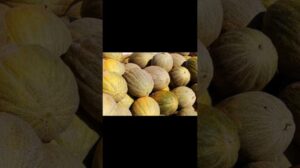 #Fakten #2 #Turkmenistan #Empfehlungen Melone aus Turkmenistan