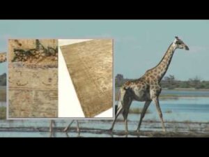 Farbige Vintage-Teppiche