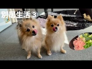 Getrenntes Leben③ Letzter Tag. Teppichreiniger. Selbstgemachtes Hundefutter im Reiskocher, besorgt schauender Pomeranian Kōhaku
