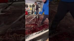 Handgemachte Reinigung des roten Teppichs