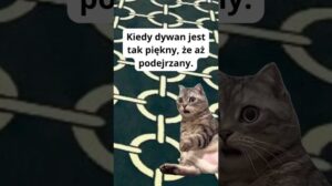 Kater ÜBERRASCHT VON dem Muster des Teppichs! 😲 | dywanowelove.pl #katze #teppich