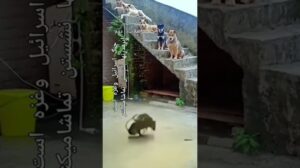 Manager des Geburtsbüros von خفيس دسترنجينان فرش‬‎ ‎تابولفرش اروميه #shorts سليمانيه انصاري