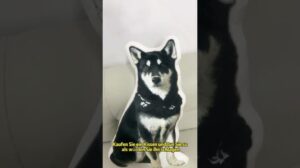 Neue Produkte ♥️ maßgeschneiderte Kissen und Teppiche 🎁 stellen jeden Ausdruck des Babys wieder her ♥️