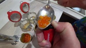 Rote Kaviar Fälschung! Wie man Fälschungen erkennt?
