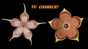 SAFTIGE PERSETEPPICHE, BLUME UND TRENNENDE HERKUNFT