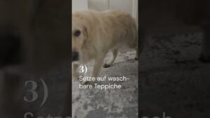 Teppiche für Hundebesitzer*innen | benuta Tipps & Tricks