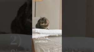 Teppiche für Katzenbesitzer*innen | benuta Tipps & Tricks