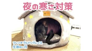 Vol.65 Handgemachtes Pappkartonhaus mit Heizteppich im Bett zur Kältebekämpfung [Französische Bulldogge]