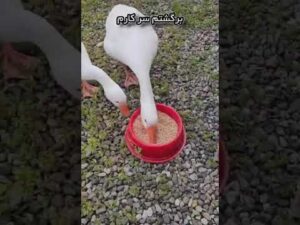 Wenn Sie Fragen haben, fragen Sie nach diesem komplett handgefertigten Wandteppich