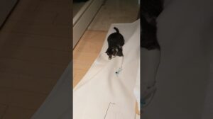 Wenn man den Teppich zerknittert, macht es mehr Spaß. (Jagdtipp)