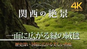 „Ein grüner Teppich breitet sich aus! 【4K】Ein göttlicher Moosgarten in einem historisch bedeutenden Tempel“