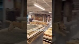 „Hündchen spielen Verstecken im Teppichgeschäft 😂 #geschichten #geschichte #nachrichten #kurzvideos“