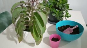 „Pflege der Tränenblume der Liebe 🌿 Selbst im Knospenstadium ist sie sehr schön, ich bin sehr neugierig auf ihre Blüte 🌿“
