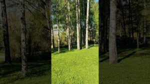 „Wie luxuriös ist dieser Teppich aus Grün, einverstanden?“