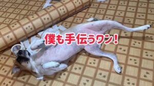 „【DIY】Haustiermatte♪Wohnzimmer Renovierung“