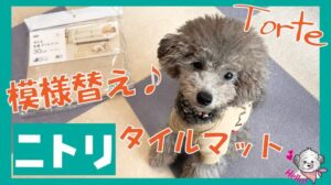 【Nitori-Kauf】Umgestaltung mit Nitoris Haustierfliesenmatte♪ (Toy-Poodle Torte Channel)