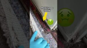 372K+ Sporen auf Teppichspuren gefunden