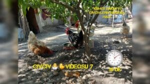 Civciv Video 7 🐣 (Kükenpflege, Fütterung, das gewachsene Küken) #civcivpflege #tierliebe 30 min